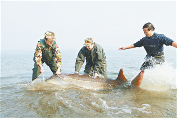 阿姆河大拟铲鲟：喜浑浊水质（阿姆河为原产地）712 / 作者:UFO爱好者 / 帖子ID:93609