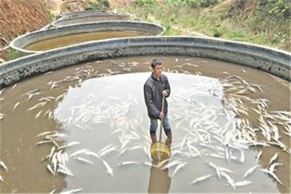 阿姆河小拟铲鲟：喜生活在浅水区（喜杂交）294 / 作者:UFO爱好者 / 帖子ID:93572