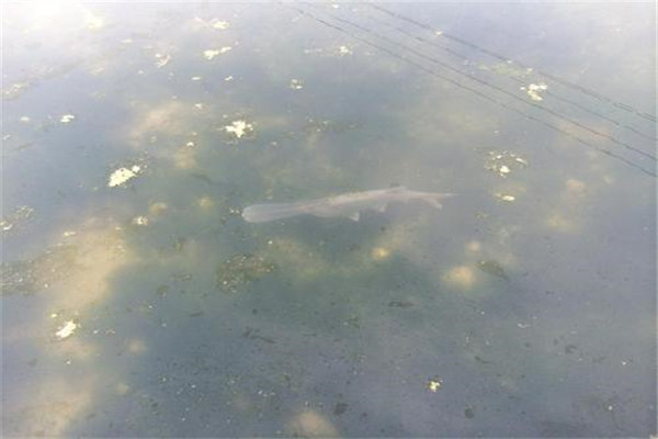 阿姆河小拟铲鲟：喜生活在浅水区（喜杂交）437 / 作者:UFO爱好者 / 帖子ID:93572
