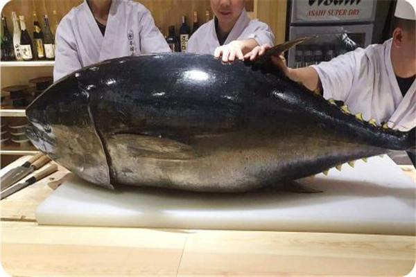 北方蓝鳍金枪鱼：体重极高（常年迁移）965 / 作者:UFO爱好者 / 帖子ID:93726