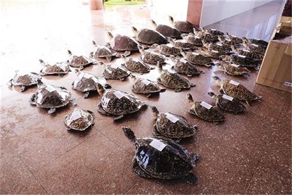 玳瑁：背甲最长可达114厘米(会发出毒素来进行捕食)961 / 作者:UFO爱好者 / 帖子ID:94010