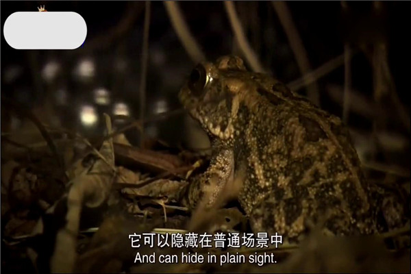 非洲胎生蟾蜍：数量锐减即将灭绝（栖息环境遭破坏）268 / 作者:UFO爱好者 / 帖子ID:94089
