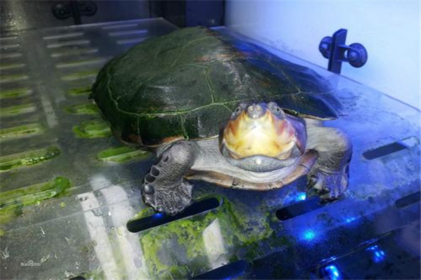 马达加斯加大头侧颈龟：多做食材（喜食软体动物）780 / 作者:UFO爱好者 / 帖子ID:93383