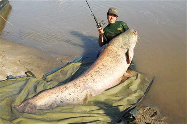 湄公河大鲶：体型巨大的鲶鱼（又名湄公河巨型鲶鱼）802 / 作者:UFO爱好者 / 帖子ID:93406