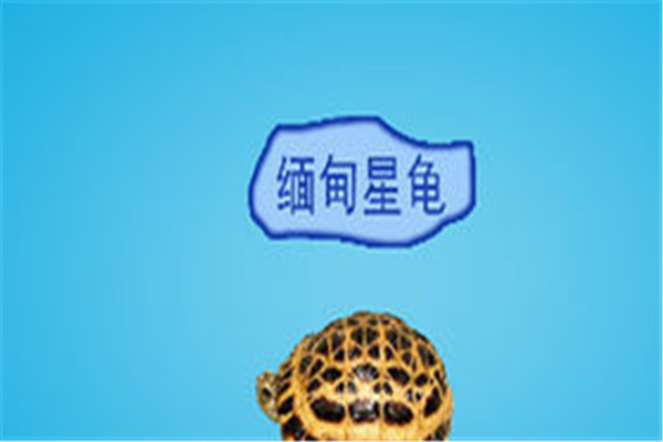 缅甸星龟：甲壳外形像足球（头部长有鳞片）231 / 作者:UFO爱好者 / 帖子ID:93447