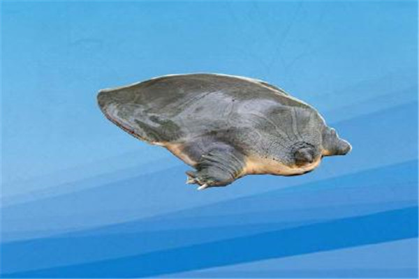 纹背鳖：多生活在亚洲南部（体型极为庞大）204 / 作者:UFO爱好者 / 帖子ID:93238