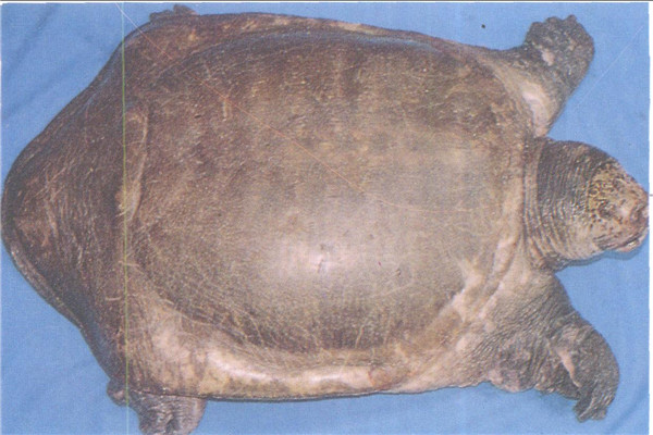 纹背鳖：多生活在亚洲南部（体型极为庞大）845 / 作者:UFO爱好者 / 帖子ID:93238