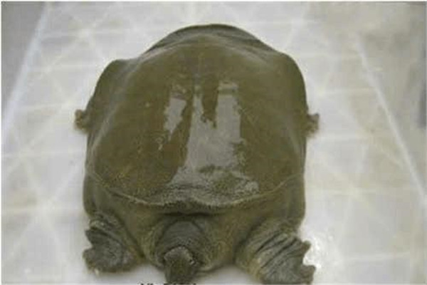 纹背鳖：多生活在亚洲南部（体型极为庞大）709 / 作者:UFO爱好者 / 帖子ID:93238