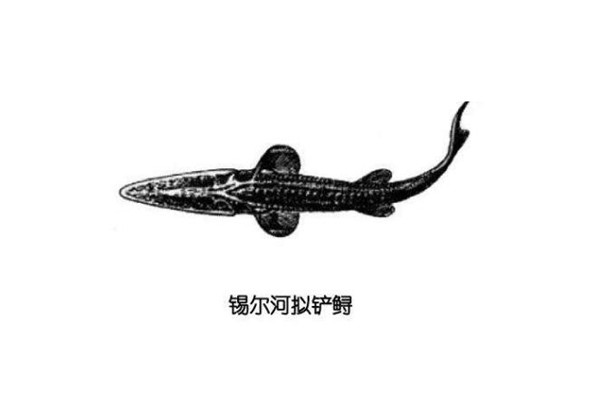 锡尔河拟铲鲟：原产地是亚洲西部（胸鳍有褶皱）709 / 作者:UFO爱好者 / 帖子ID:93299