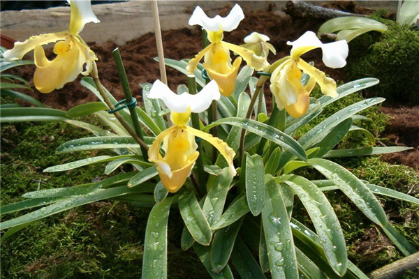 小叶兜兰：花期在每年年末(半附生植物）534 / 作者:UFO爱好者 / 帖子ID:93337