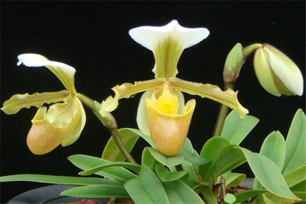小叶兜兰：花期在每年年末(半附生植物）304 / 作者:UFO爱好者 / 帖子ID:93337