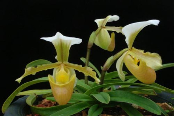 小叶兜兰：花期在每年年末(半附生植物）456 / 作者:UFO爱好者 / 帖子ID:93337
