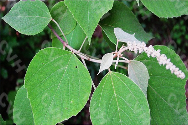 圆椎叶大戟：属于草本植物（种子表面光滑）670 / 作者:UFO爱好者 / 帖子ID:93260