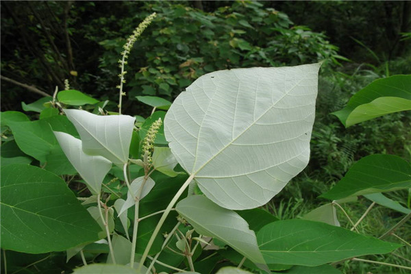 圆椎叶大戟：属于草本植物（种子表面光滑）367 / 作者:UFO爱好者 / 帖子ID:93260