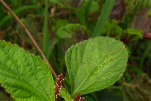 圆椎叶大戟：属于草本植物（种子表面光滑）617 / 作者:UFO爱好者 / 帖子ID:93260