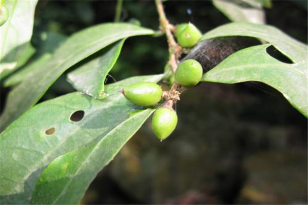 圆椎叶大戟：属于草本植物（种子表面光滑）782 / 作者:UFO爱好者 / 帖子ID:93260