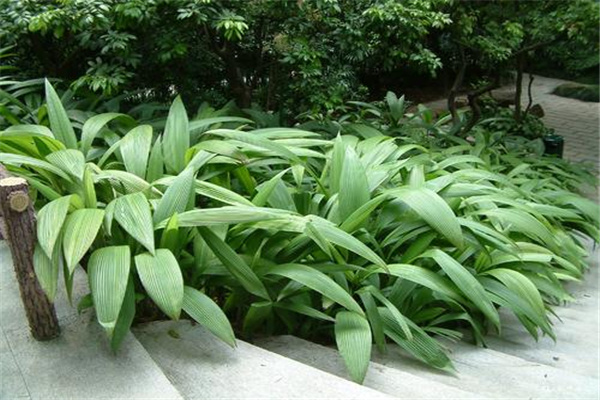达氏仙茅棕：属棕榈科植物（栖息地遭到破坏）136 / 作者:UFO爱好者 / 帖子ID:93156