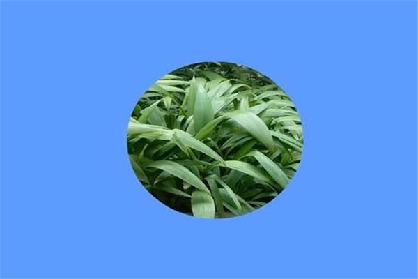 达氏仙茅棕：属棕榈科植物（栖息地遭到破坏）223 / 作者:UFO爱好者 / 帖子ID:93156