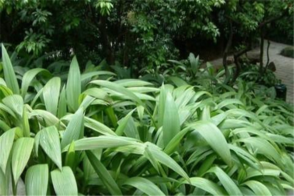 达氏仙茅棕：属棕榈科植物（栖息地遭到破坏）238 / 作者:UFO爱好者 / 帖子ID:93156