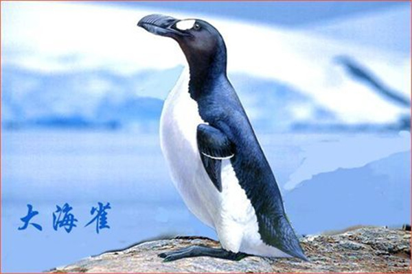 大海雀：外形和企鹅十分相似（于1844年灭绝）724 / 作者:UFO爱好者 / 帖子ID:93116