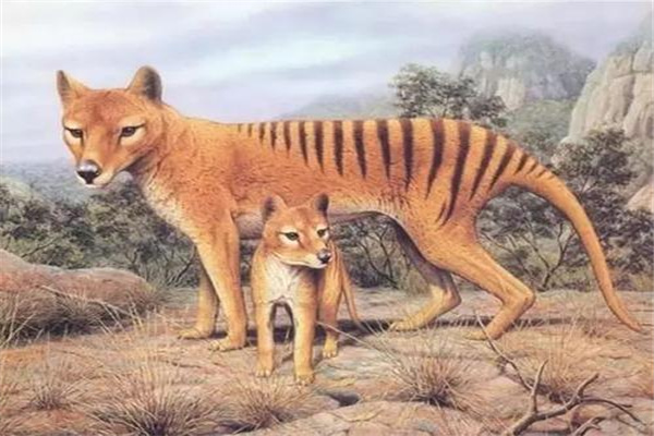 袋狼：又名塔斯马尼亚虎（现已灭绝的独特动物）868 / 作者:UFO爱好者 / 帖子ID:93081