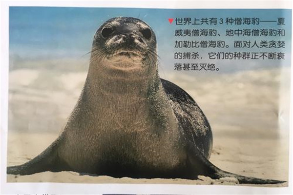 加勒比僧海豹：比普通海豹大（听觉能力强）906 / 作者:UFO爱好者 / 帖子ID:93075