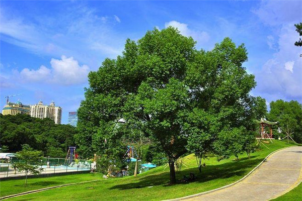 神圣愈疮木：为乔木或灌木（体型较小）840 / 作者:UFO爱好者 / 帖子ID:93204