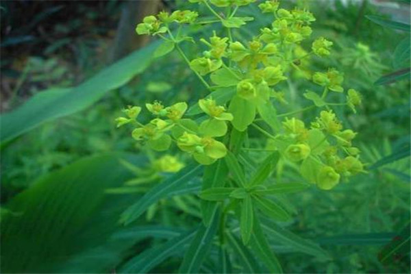 四体大戟：马达加斯加的特有物种（喜热带或亚热带环境）428 / 作者:UFO爱好者 / 帖子ID:93040