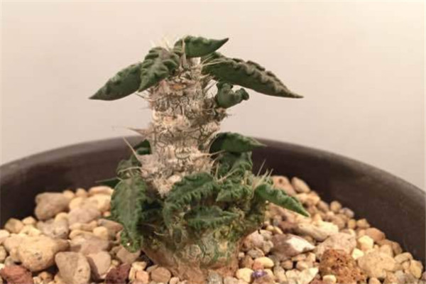 图拉大戟：药用草本植物（没经过处理的根部有毒）105 / 作者:UFO爱好者 / 帖子ID:93199