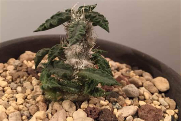 图拉大戟：药用草本植物（没经过处理的根部有毒）906 / 作者:UFO爱好者 / 帖子ID:93199