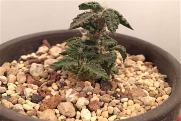 图拉大戟：药用草本植物（没经过处理的根部有毒）121 / 作者:UFO爱好者 / 帖子ID:93199
