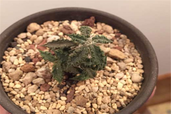 图拉大戟：药用草本植物（没经过处理的根部有毒）774 / 作者:UFO爱好者 / 帖子ID:93199