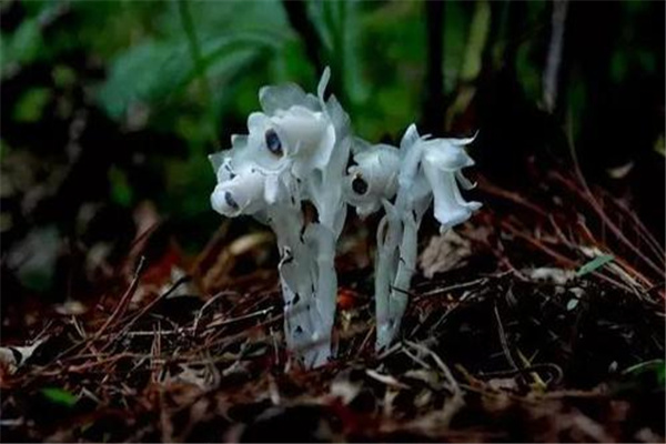 传说中最神秘的花：水晶兰（野生数量少）736 / 作者:UFO爱好者 / 帖子ID:92603