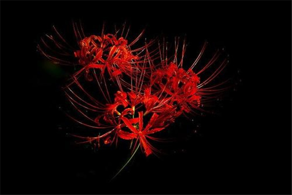 传说中最神秘的花：水晶兰（野生数量少）902 / 作者:UFO爱好者 / 帖子ID:92603