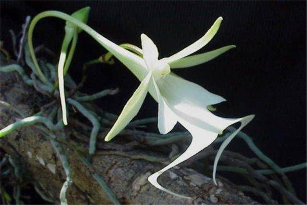 传说中最神秘的花：水晶兰（野生数量少）889 / 作者:UFO爱好者 / 帖子ID:92603