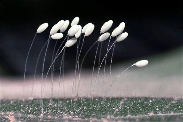 传说中最神秘的花：水晶兰（野生数量少）564 / 作者:UFO爱好者 / 帖子ID:92603