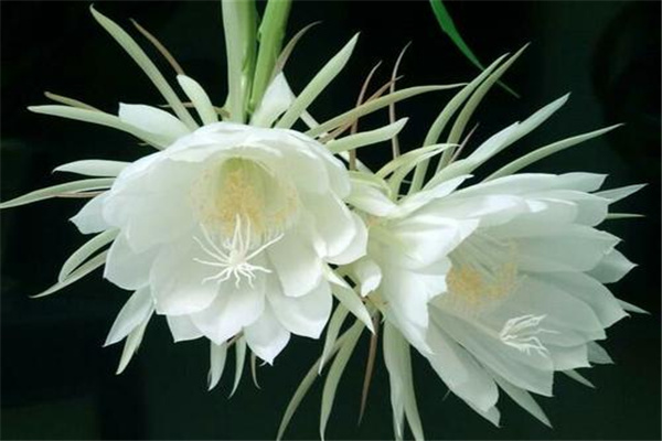 传说中最神秘的花：水晶兰（野生数量少）191 / 作者:UFO爱好者 / 帖子ID:92603