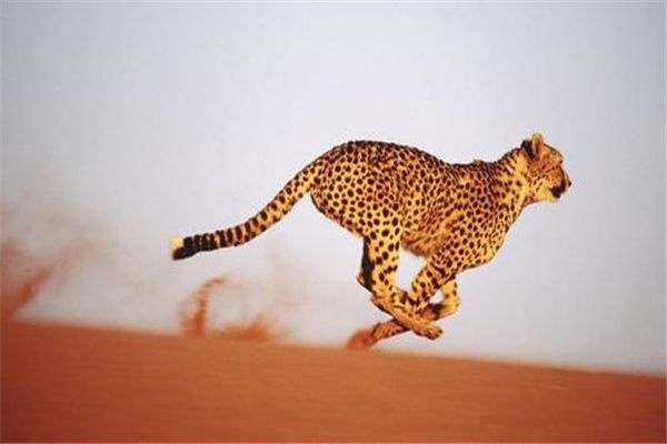 世界上跑得最快的动物：猎豹（长满黑色斑点）943 / 作者:UFO爱好者 / 帖子ID:92719