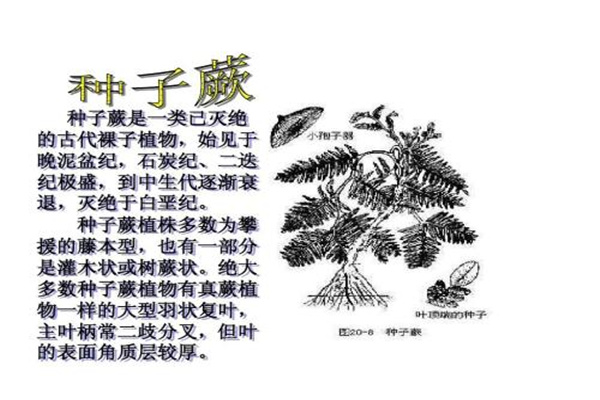 已经灭绝的远古花：百山祖冷杉（极为珍稀）740 / 作者:UFO爱好者 / 帖子ID:67730