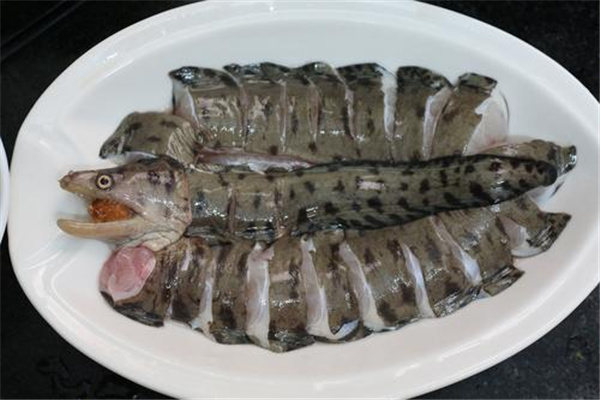 油锥鱼真有那么恐怖吗：性格凶恶（肌肉发达）614 / 作者:UFO爱好者 / 帖子ID:67495