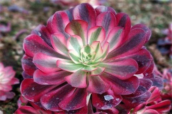 越养越贵的花：金弹子（观赏价值和经济价值高）983 / 作者:UFO爱好者 / 帖子ID:67731
