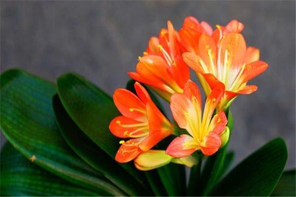 越养越贵的花：金弹子（观赏价值和经济价值高）165 / 作者:UFO爱好者 / 帖子ID:67731