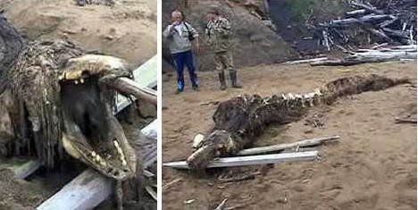 各国海滩神秘怪兽或是外星人尸体35 / 作者:UFO爱好者 / 帖子ID:84806