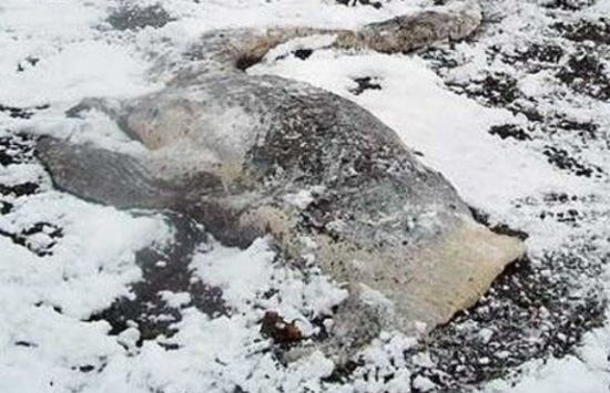 各国海滩神秘怪兽或是外星人尸体342 / 作者:UFO爱好者 / 帖子ID:84806