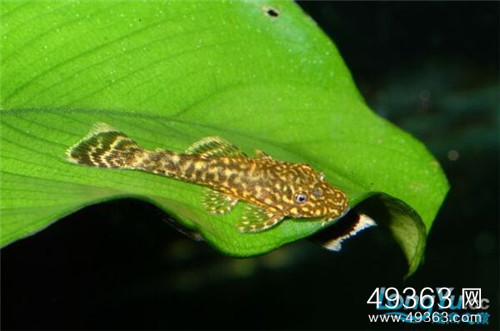 各种千年老鱼怪 异型鱼图片181 / 作者:UFO爱好者 / 帖子ID:85099