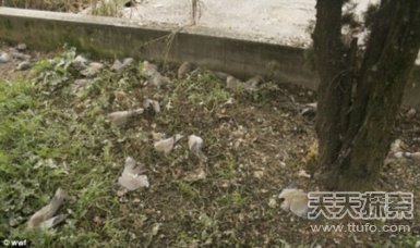 动物界让人震惊的12大集体死亡事件631 / 作者:UFO爱好者 / 帖子ID:85754