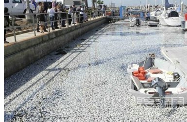 动物界让人震惊的12大集体死亡事件110 / 作者:UFO爱好者 / 帖子ID:85754