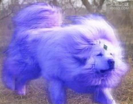 纯红藏獒为什么取名为江山一片红，数量不超过20只978 / 作者:UFO爱好者 / 帖子ID:78872