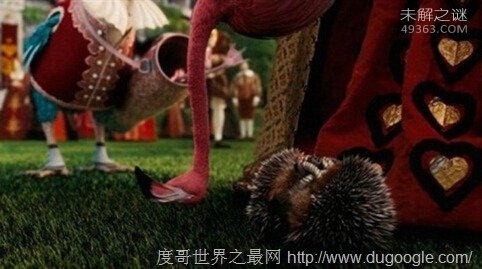 什么是红皇后假说：生物进化一直存在从未停止264 / 作者:UFO爱好者 / 帖子ID:76778