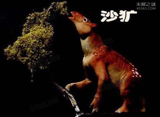 驴头狼,体长超1米 头部像驴 身子象狼215 / 作者:UFO爱好者 / 帖子ID:82465